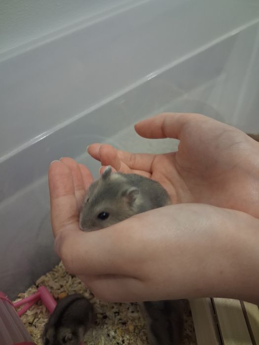 Donez pui de hamsteri