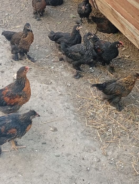 Продам 2 месячных цыплят