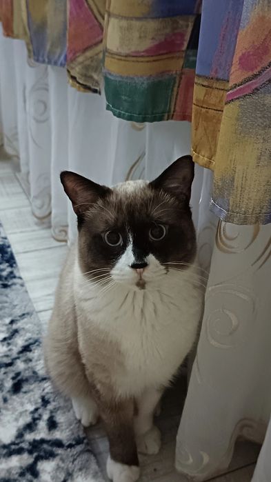 Donez pisicuță în vârstă de un an