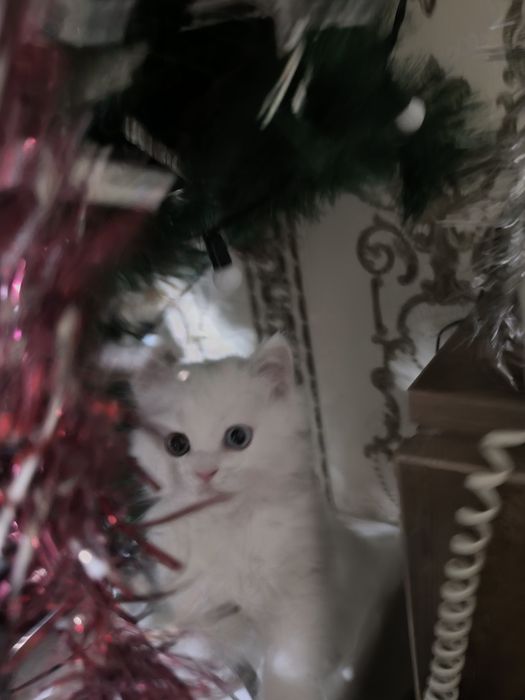 Подаётся котенокБританец