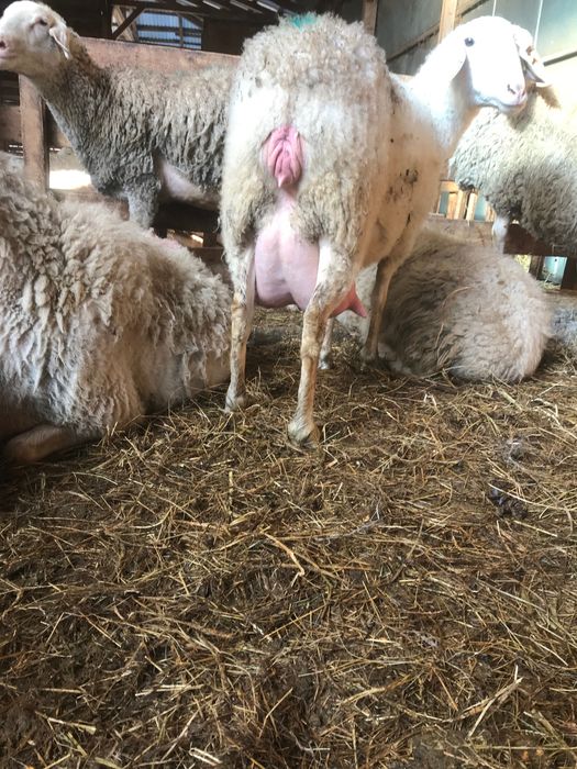 Mielute Assaf de vamzarw