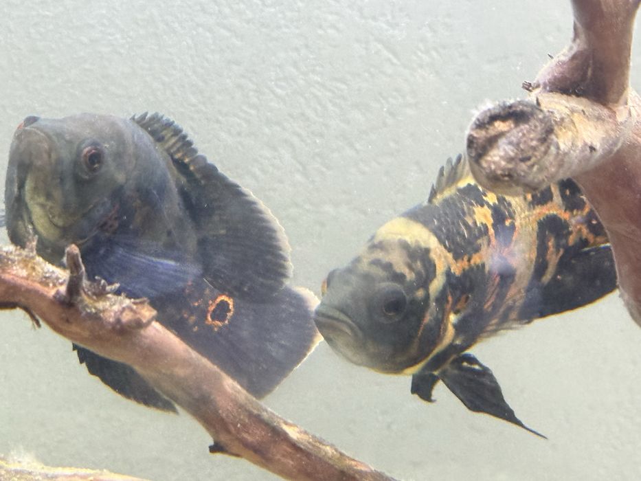 Продам остронотусов