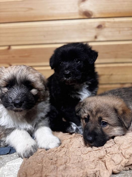 Щенки метисы немецкой овчарки