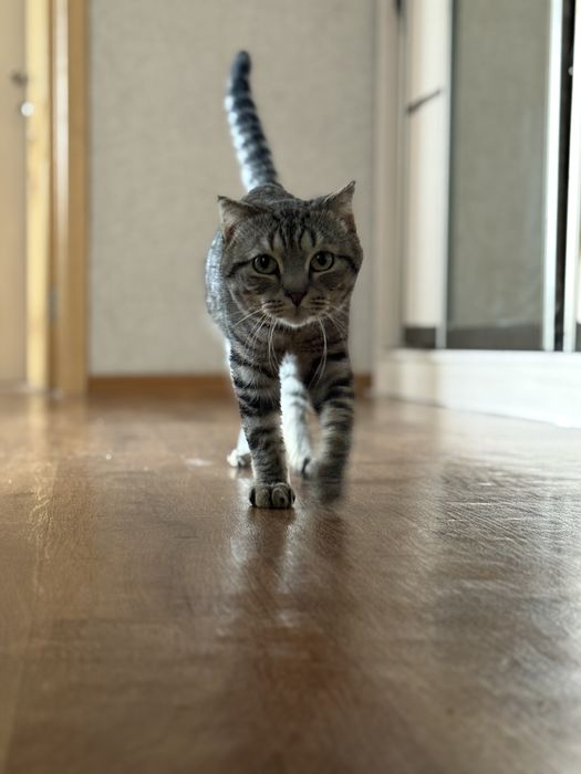 Отдам кота в хорошие руки