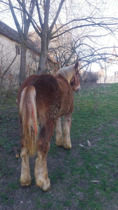 Mânz ardenez de  8 luni