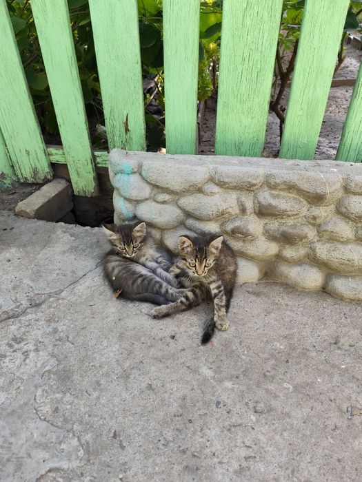 Котята бесплатно