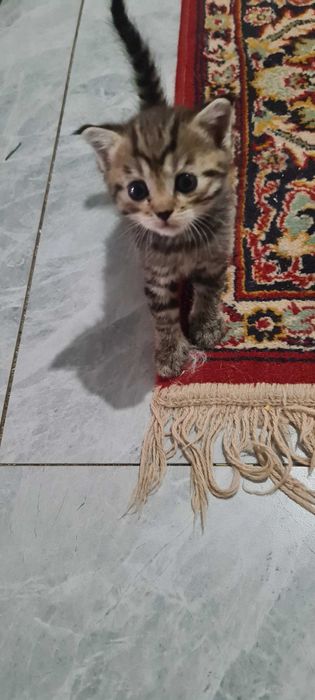 Котят в надежные руки