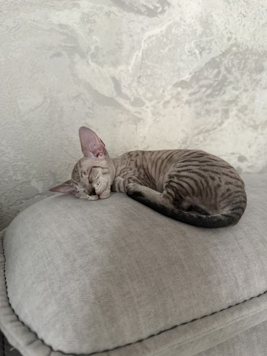 сфинкса канадский котенок