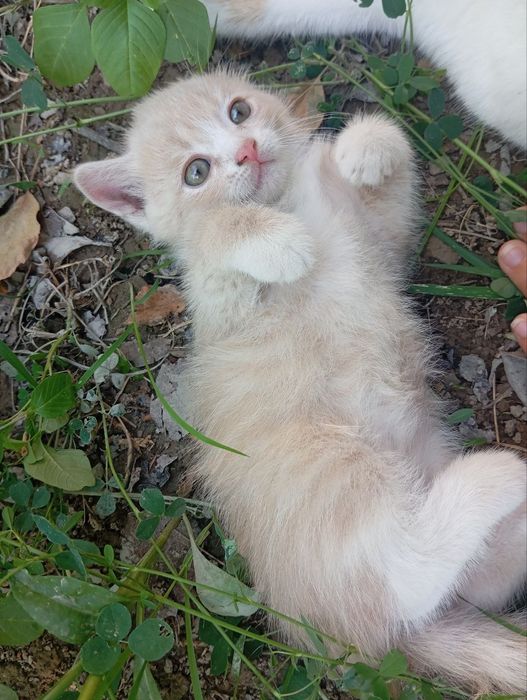 Mushugcha lar zotdorMushugcha lar zotdorMushugcha lar zotdorMushugcha