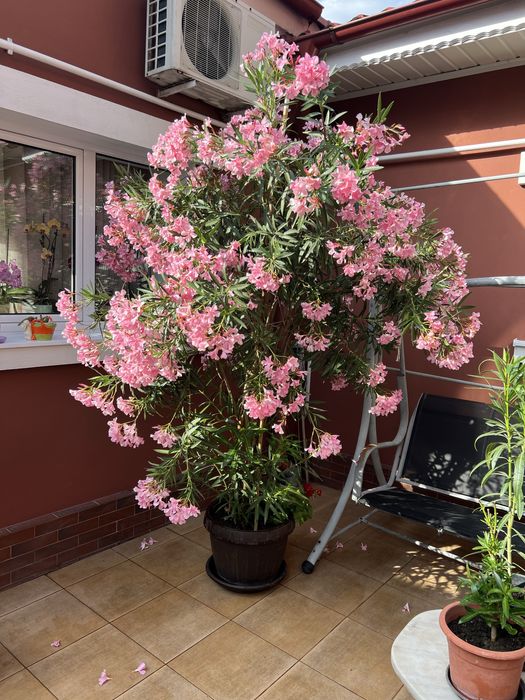 Leandrii toate culorile la 2,5m ,2m