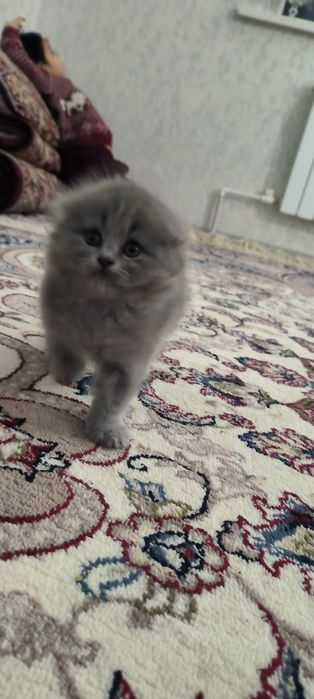 Skottish food   toza zotliy mushuk