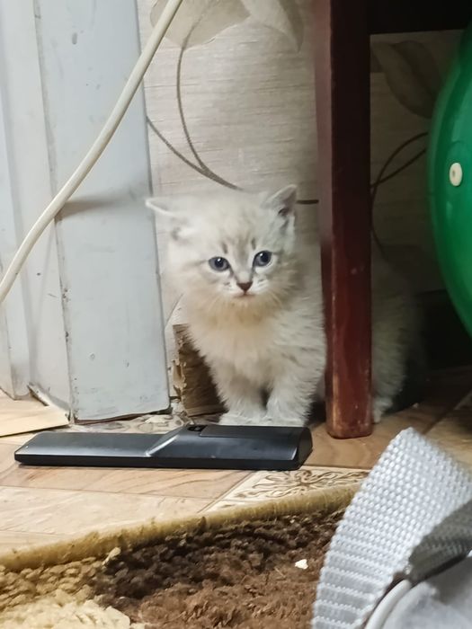 Отдам котенк девочка