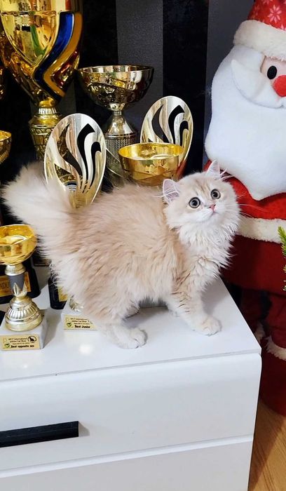 Fetita british longhair culoare rara - lilac golden