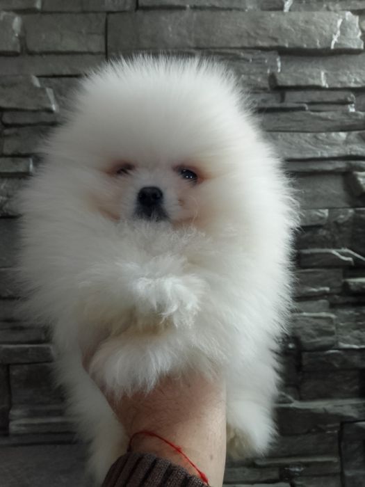 Померан померани