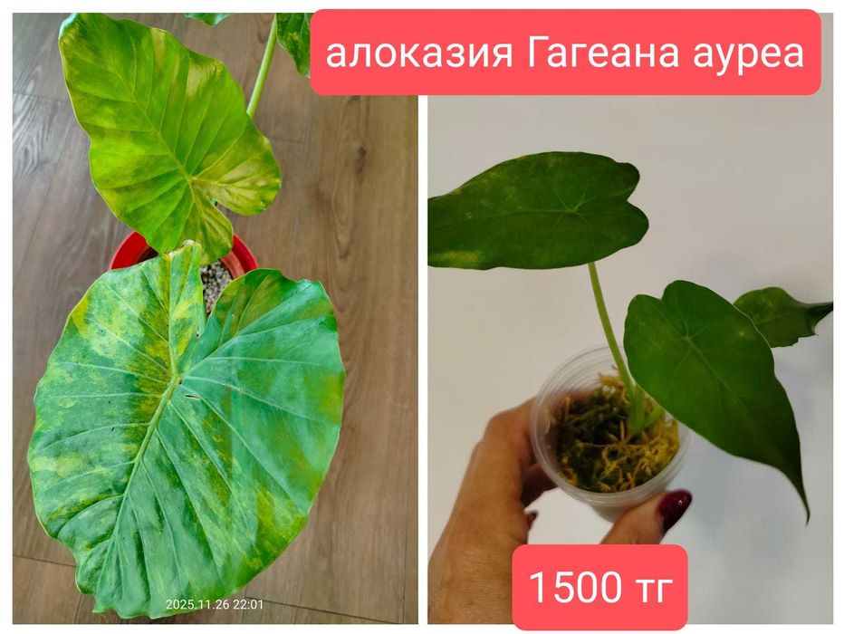 продам комнатные растения