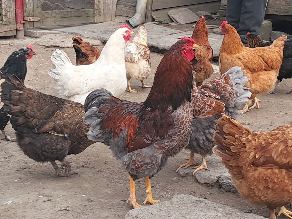 Cocos wyandott rosu albastru tineret