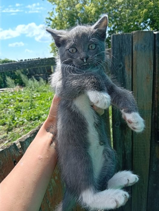 Отдам котят в добрые руки