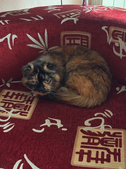 Кошка в добрые руки