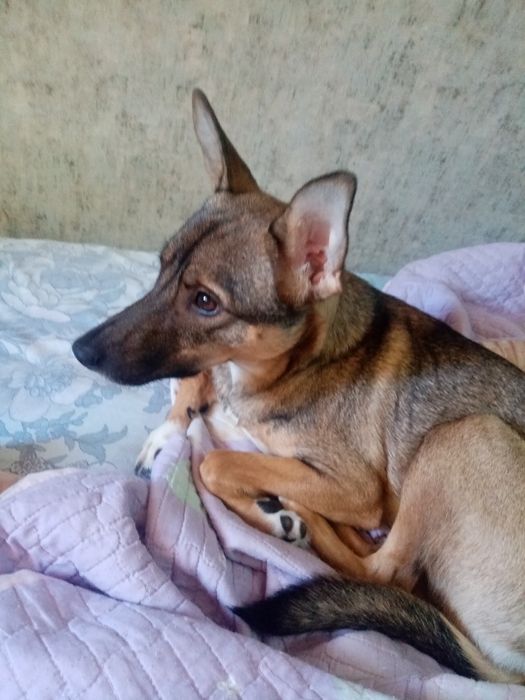 Отдам даром в хорошие руки.