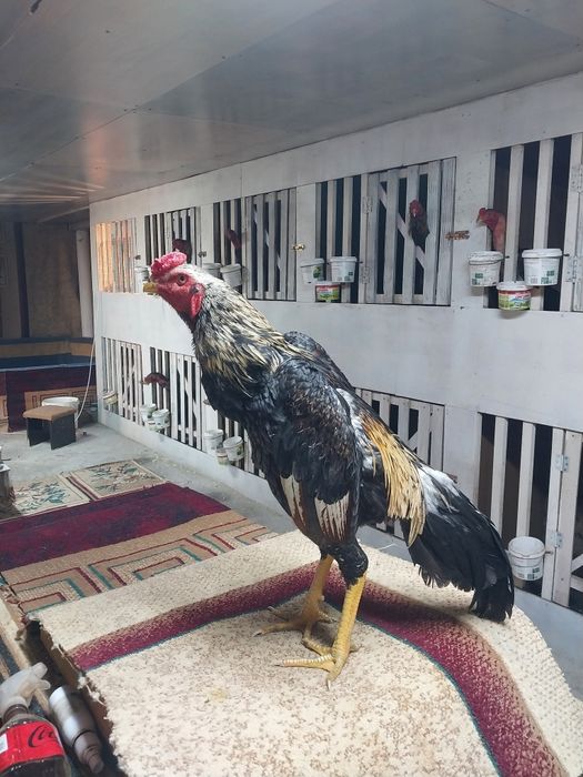 Продам бойцовая птица хороших провереных кровеи