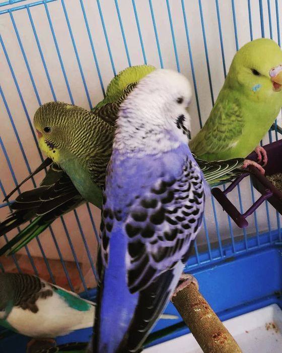 Продам попугаев Попугай волнистый Попугайчик