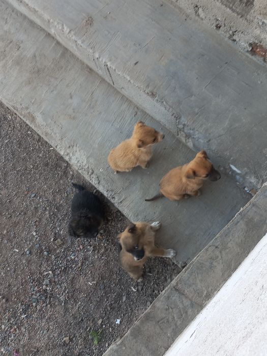 Щенята, щенки, щеночки