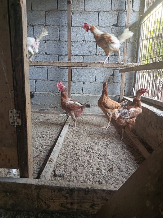 Срочно продам куры и петух
