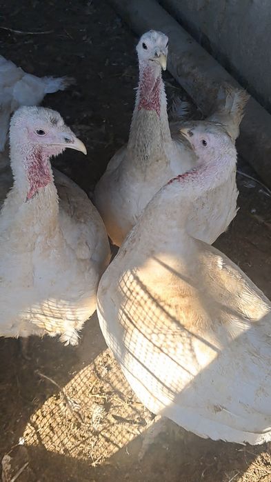 Бокилган индуклар сотилади