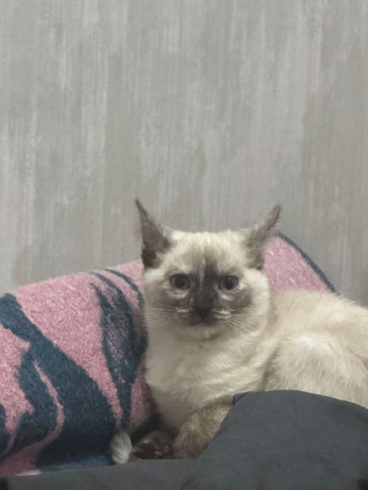 Сиамская кошечка 7мес