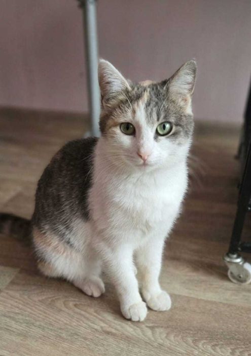 Кошки и котики в добрые руки