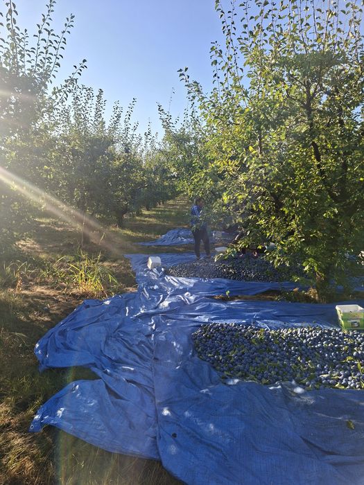 Prune pentru țuică
