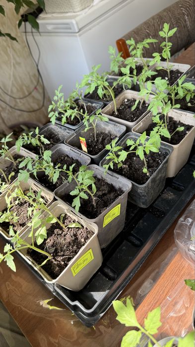 Рассада, помидоры, томаты, алоэ, красулы