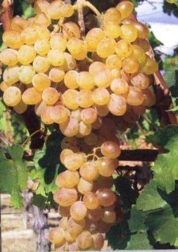 Butași de vită de vie de anul 2 și de anul 3