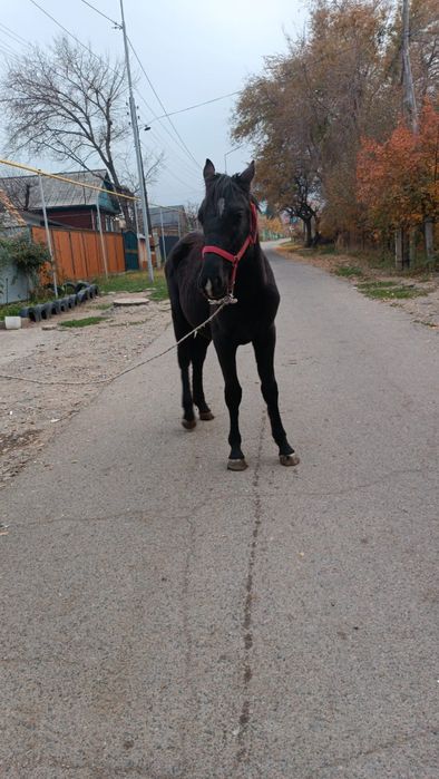 Продам жеребца 1.5 года срочна