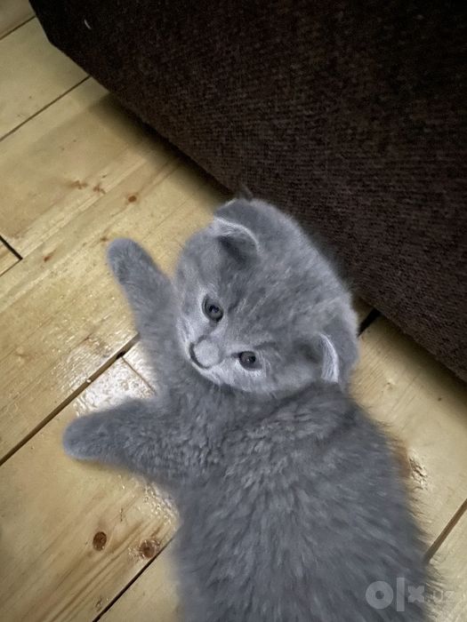 Scottish Fold mushukchalar