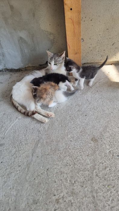 Donez 4 pui de pisica si pe mama lor . Pisica nu este a mea , m am trezit cu ea si 4 puiuti pe terasa .