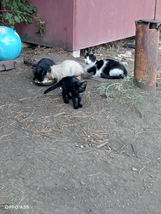 Отдадим котят в  хорошие руки
