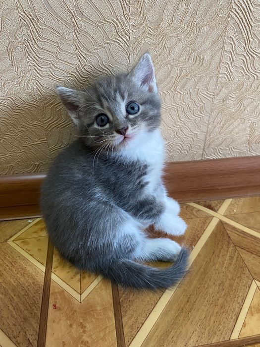 Отдам кошечек им 1 месяц