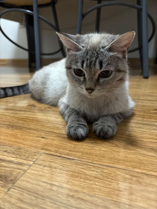 Котенок в подарок и мама