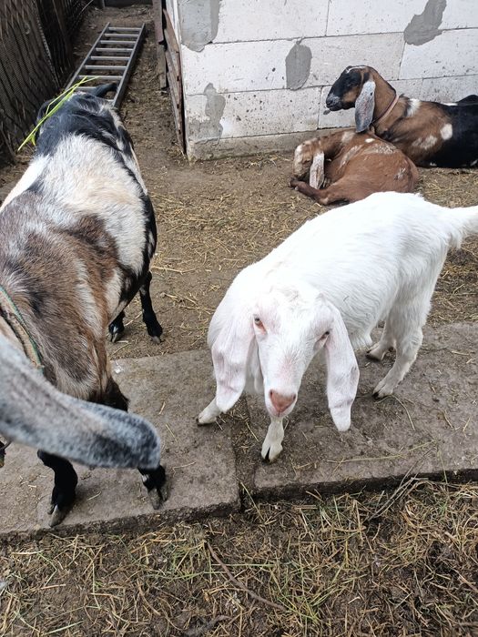 Iezi metis angonubieni de vanzare