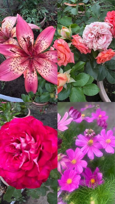 Продам Место дЛя отдыха ДАЧУ