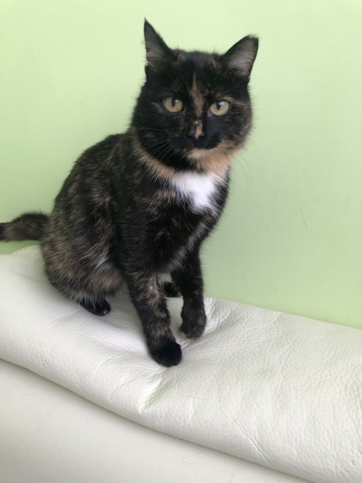 Любимые животные