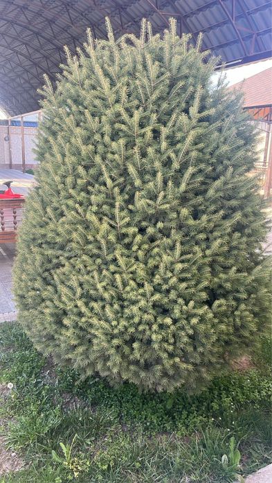 Ёлки Дорогих Сортов