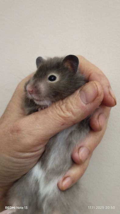 Хомячки ангорские