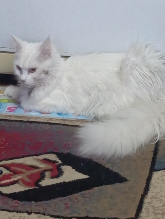 Продается кошка порода мейн кун ( девочка).
