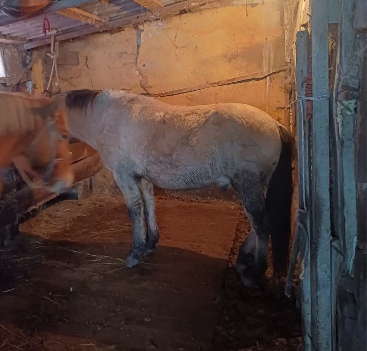 Дөнен шығар айғыр