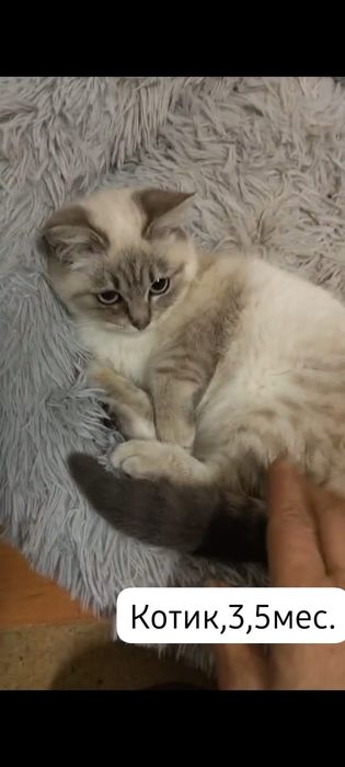 Котята бесплатно⁹