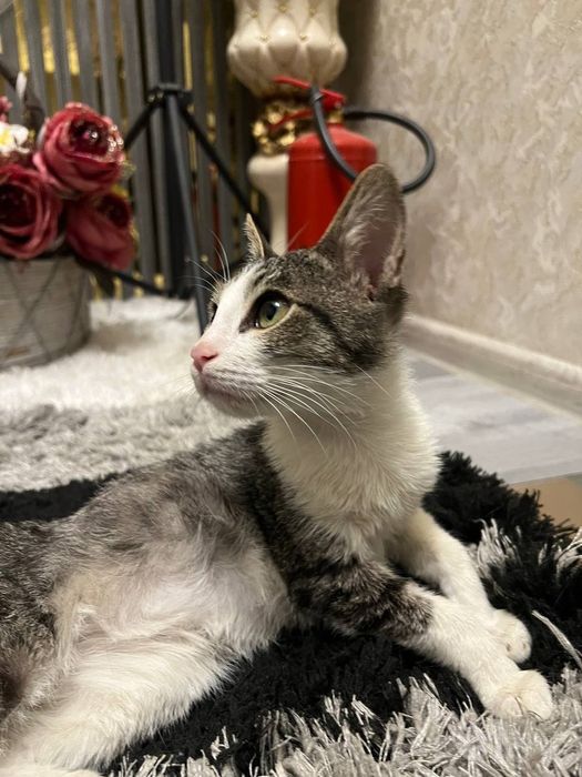 Отдам Котёнока в хорошие руки