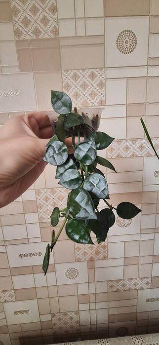 Комнатные цветы.