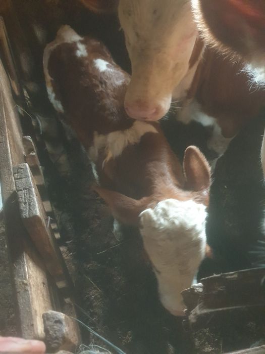 Vând vitel baltata românească  cu acte în regula